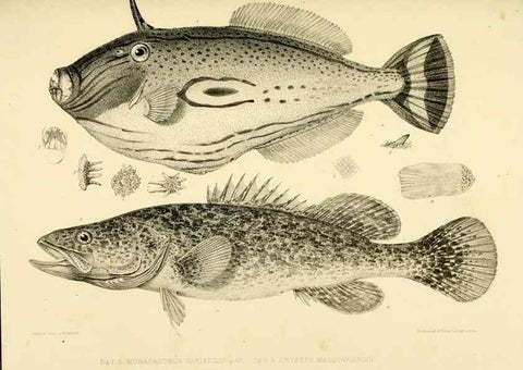 Reproducción/Reproduction 10328197493: The zoology of the voyage of the H.M.S. Erebus & Terror,. London,E. W. Janson,1844-1875.