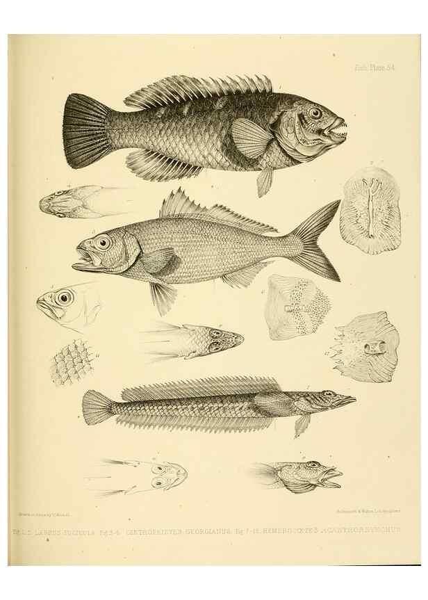 Reproducción/Reproduction 10328041035: The zoology of the voyage of the H.M.S. Erebus & Terror,. London,E. W. Janson,1844-1875.