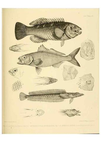 Reproducción/Reproduction 10328041035: The zoology of the voyage of the H.M.S. Erebus & Terror,. London,E. W. Janson,1844-1875.