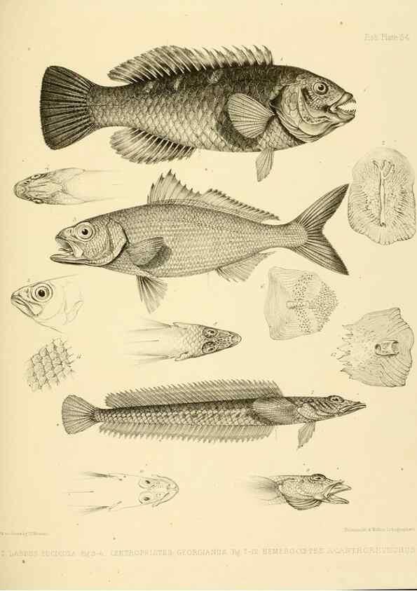 Reproducción/Reproduction 10328041035: The zoology of the voyage of the H.M.S. Erebus & Terror,. London,E. W. Janson,1844-1875.