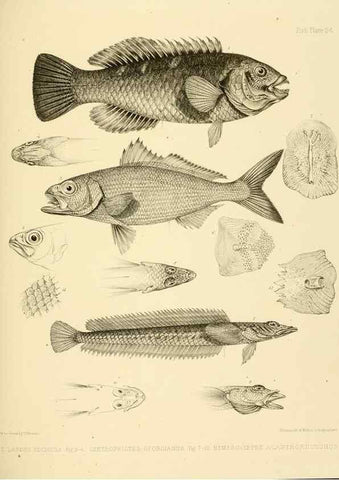 Reproducción/Reproduction 10328041035: The zoology of the voyage of the H.M.S. Erebus & Terror,. London,E. W. Janson,1844-1875.