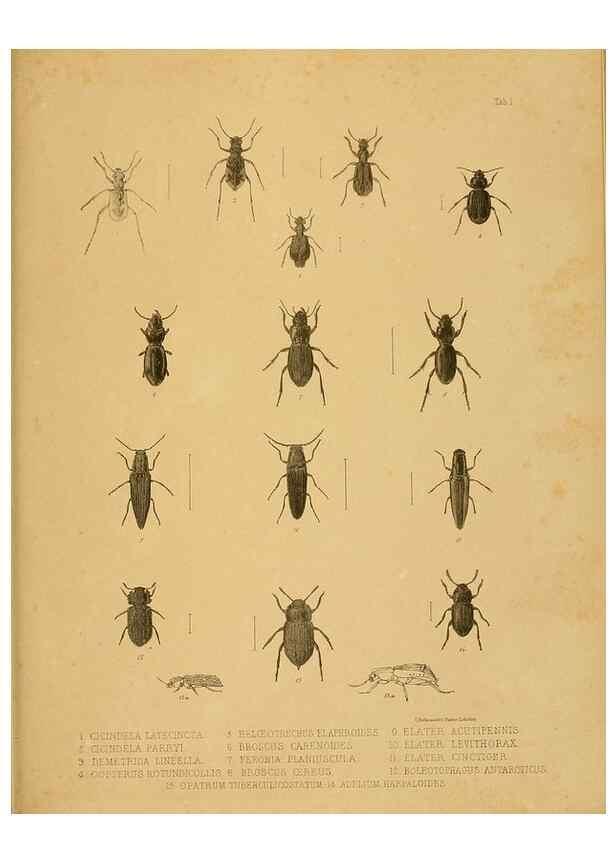 Reproducción/Reproduction 10328072695: The zoology of the voyage of the H.M.S. Erebus & Terror,. London,E. W. Janson,1844-1875.