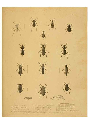 Reproducción/Reproduction 10328072695: The zoology of the voyage of the H.M.S. Erebus & Terror,. London,E. W. Janson,1844-1875.