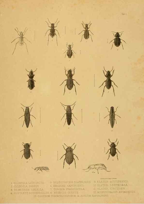 Reproducción/Reproduction 10328072695: The zoology of the voyage of the H.M.S. Erebus & Terror,. London,E. W. Janson,1844-1875.