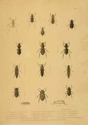 Reproducción/Reproduction 10328072695: The zoology of the voyage of the H.M.S. Erebus & Terror,. London,E. W. Janson,1844-1875.