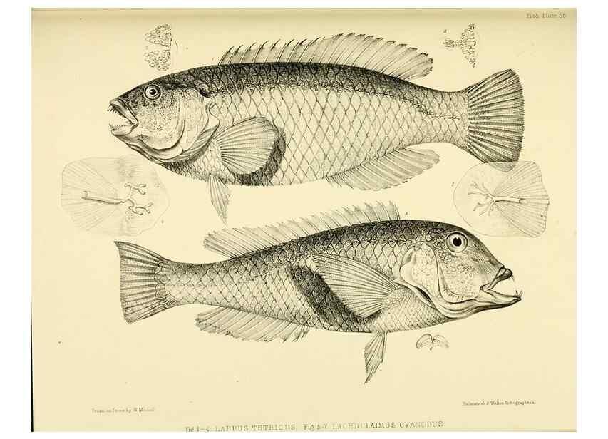 Reproducción/Reproduction 10328204233: The zoology of the voyage of the H.M.S. Erebus & Terror,. London,E. W. Janson,1844-1875.