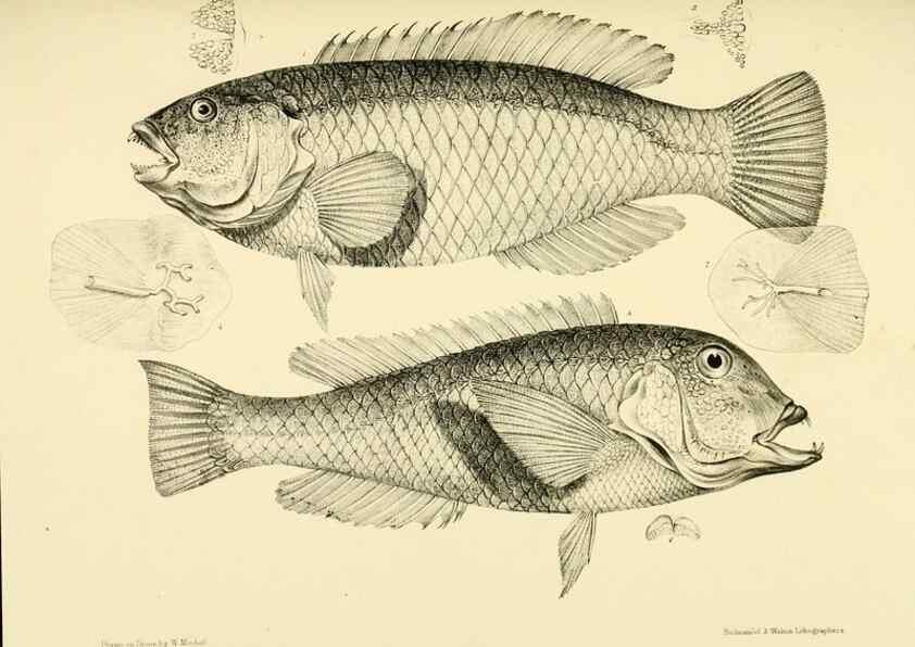 Reproducción/Reproduction 10328204233: The zoology of the voyage of the H.M.S. Erebus & Terror,. London,E. W. Janson,1844-1875.