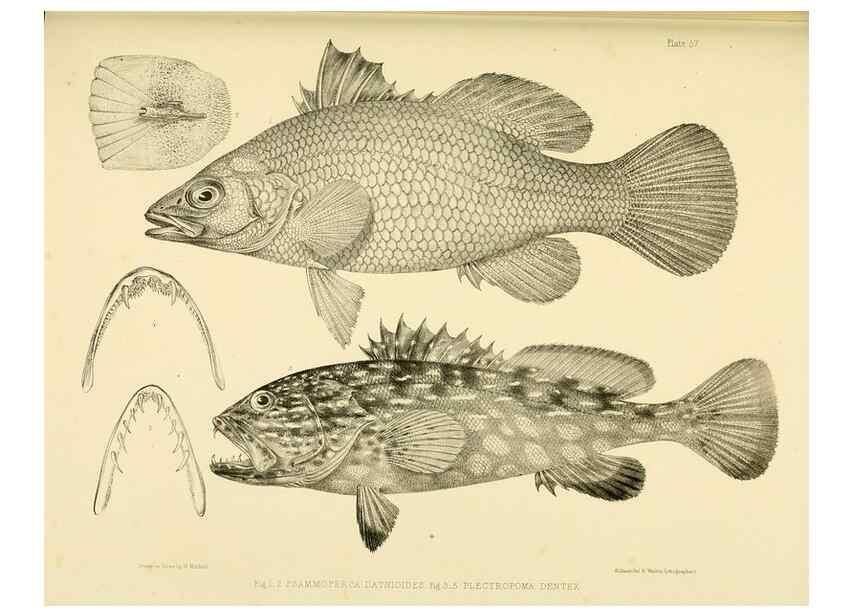 Reproducción/Reproduction 10328051836: The zoology of the voyage of the H.M.S. Erebus & Terror,. London,E. W. Janson,1844-1875.