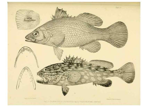 Reproducción/Reproduction 10328051836: The zoology of the voyage of the H.M.S. Erebus & Terror,. London,E. W. Janson,1844-1875.