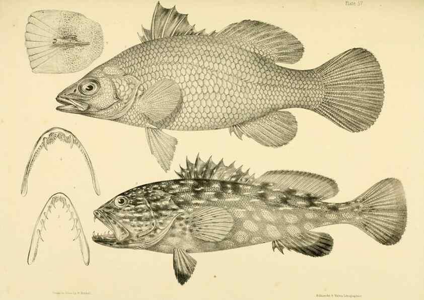 Reproducción/Reproduction 10328051836: The zoology of the voyage of the H.M.S. Erebus & Terror,. London,E. W. Janson,1844-1875.