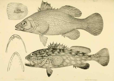 Reproducción/Reproduction 10328051836: The zoology of the voyage of the H.M.S. Erebus & Terror,. London,E. W. Janson,1844-1875.