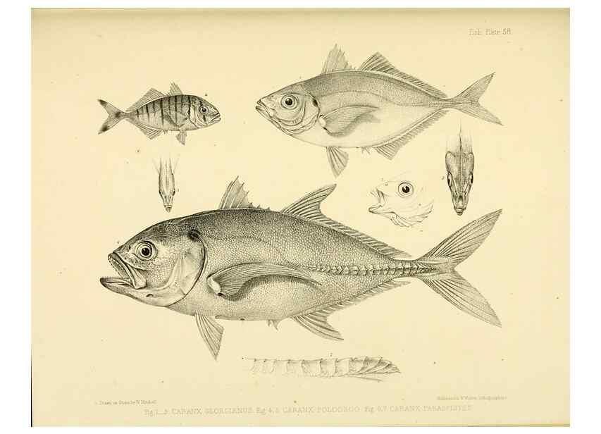 Reproducción/Reproduction 10328053815: The zoology of the voyage of the H.M.S. Erebus & Terror,. London,E. W. Janson,1844-1875.