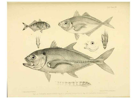 Reproducción/Reproduction 10328053815: The zoology of the voyage of the H.M.S. Erebus & Terror,. London,E. W. Janson,1844-1875.