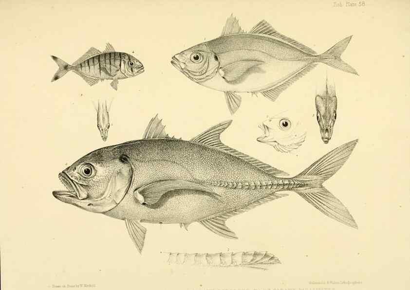 Reproducción/Reproduction 10328053815: The zoology of the voyage of the H.M.S. Erebus & Terror,. London,E. W. Janson,1844-1875.