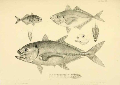 Reproducción/Reproduction 10328053815: The zoology of the voyage of the H.M.S. Erebus & Terror,. London,E. W. Janson,1844-1875.