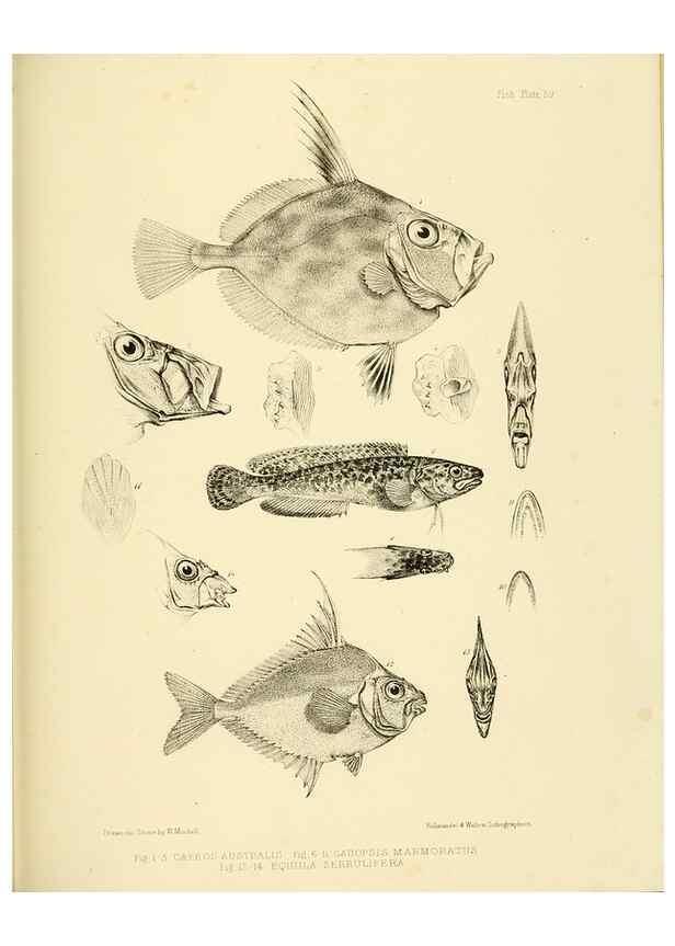 Reproducción/Reproduction 10328056845: The zoology of the voyage of the H.M.S. Erebus & Terror,. London,E. W. Janson,1844-1875.