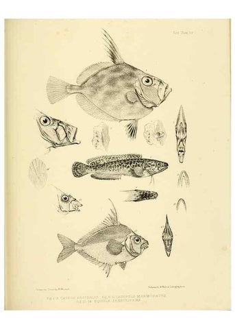 Reproducción/Reproduction 10328056845: The zoology of the voyage of the H.M.S. Erebus & Terror,. London,E. W. Janson,1844-1875.