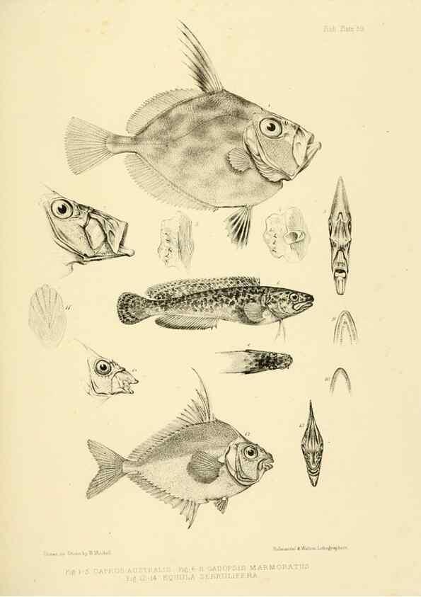 Reproducción/Reproduction 10328056845: The zoology of the voyage of the H.M.S. Erebus & Terror,. London,E. W. Janson,1844-1875.