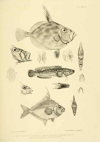 Reproducción/Reproduction 10328056845: The zoology of the voyage of the H.M.S. Erebus & Terror,. London,E. W. Janson,1844-1875.