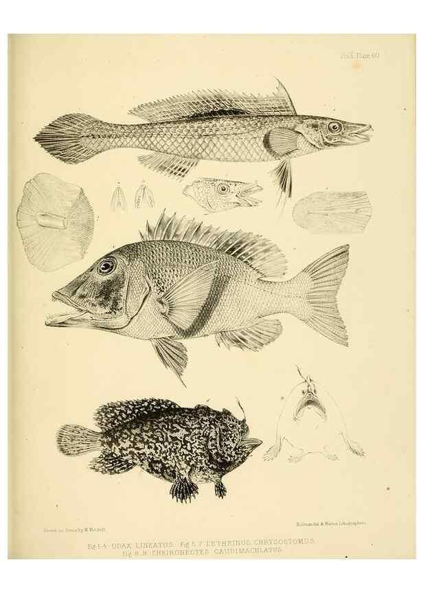 Reproducción/Reproduction 10328218933: The zoology of the voyage of the H.M.S. Erebus & Terror,. London,E. W. Janson,1844-1875.