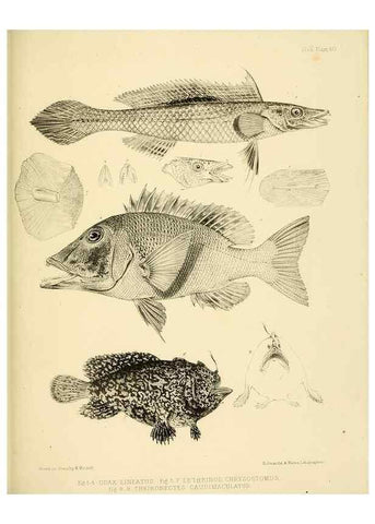 Reproducción/Reproduction 10328218933: The zoology of the voyage of the H.M.S. Erebus & Terror,. London,E. W. Janson,1844-1875.