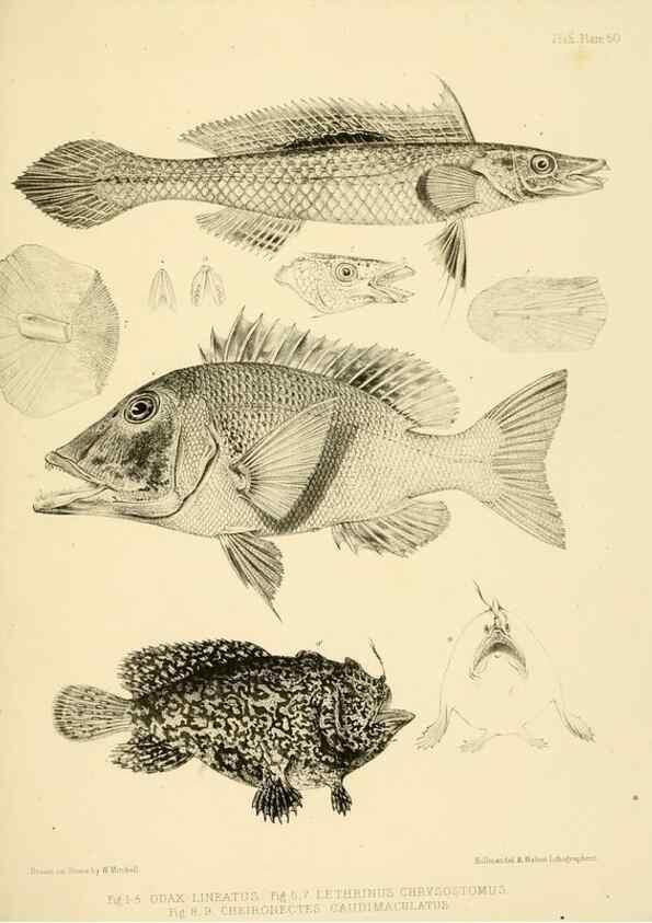 Reproducción/Reproduction 10328218933: The zoology of the voyage of the H.M.S. Erebus & Terror,. London,E. W. Janson,1844-1875.