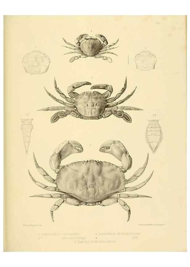 Reproducción/Reproduction 10328222083: The zoology of the voyage of the H.M.S. Erebus & Terror,. London,E. W. Janson,1844-1875.