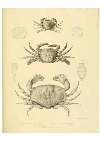 Reproducción/Reproduction 10328222083: The zoology of the voyage of the H.M.S. Erebus & Terror,. London,E. W. Janson,1844-1875.