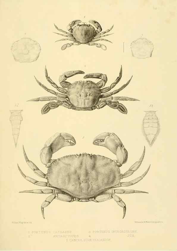 Reproducción/Reproduction 10328222083: The zoology of the voyage of the H.M.S. Erebus & Terror,. London,E. W. Janson,1844-1875.