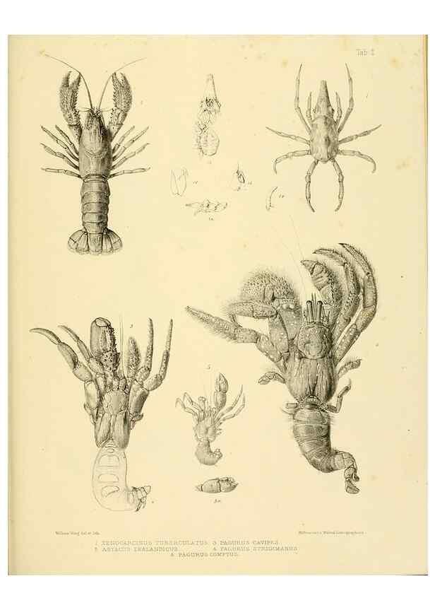 Reproducción/Reproduction 10328224693: The zoology of the voyage of the H.M.S. Erebus & Terror,. London,E. W. Janson,1844-1875.