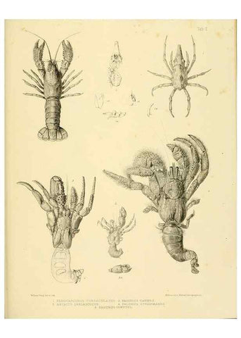 Reproducción/Reproduction 10328224693: The zoology of the voyage of the H.M.S. Erebus & Terror,. London,E. W. Janson,1844-1875.
