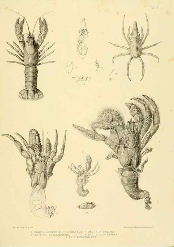 Reproducción/Reproduction 10328224693: The zoology of the voyage of the H.M.S. Erebus & Terror,. London,E. W. Janson,1844-1875.