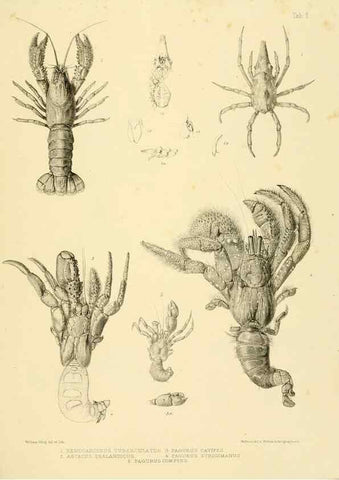 Reproducción/Reproduction 10328224693: The zoology of the voyage of the H.M.S. Erebus & Terror,. London,E. W. Janson,1844-1875.