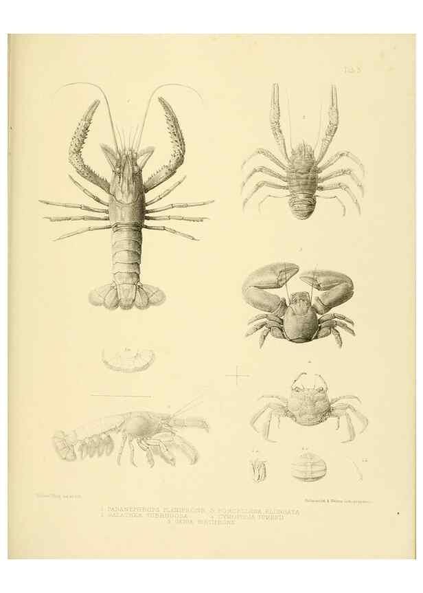Reproducción/Reproduction 10328052814: The zoology of the voyage of the H.M.S. Erebus & Terror,. London,E. W. Janson,1844-1875.