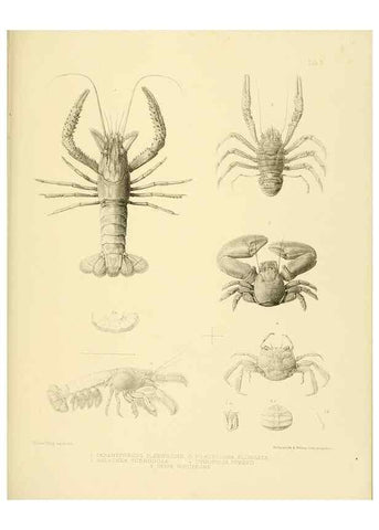 Reproducción/Reproduction 10328052814: The zoology of the voyage of the H.M.S. Erebus & Terror,. London,E. W. Janson,1844-1875.