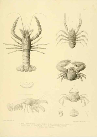 Reproducción/Reproduction 10328052814: The zoology of the voyage of the H.M.S. Erebus & Terror,. London,E. W. Janson,1844-1875.
