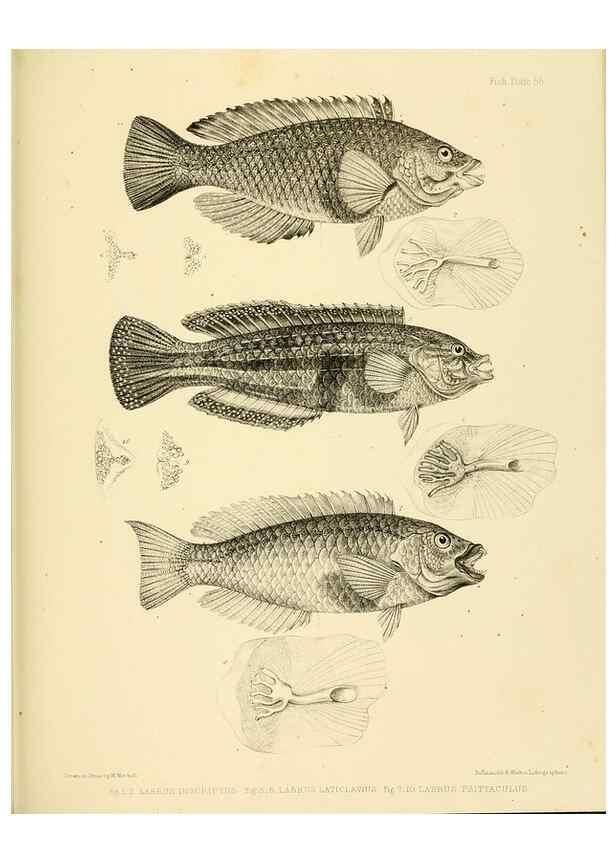 Reproducción/Reproduction 10328047625: The zoology of the voyage of the H.M.S. Erebus & Terror,. London,E. W. Janson,1844-1875.