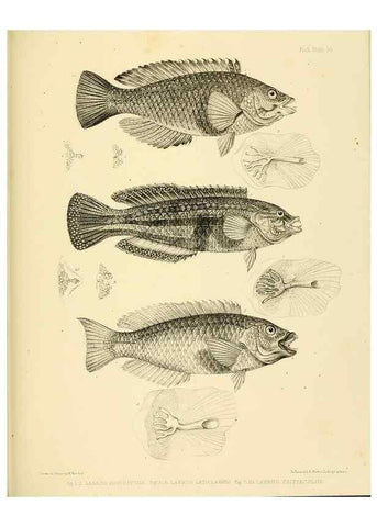 Reproducción/Reproduction 10328047625: The zoology of the voyage of the H.M.S. Erebus & Terror,. London,E. W. Janson,1844-1875.