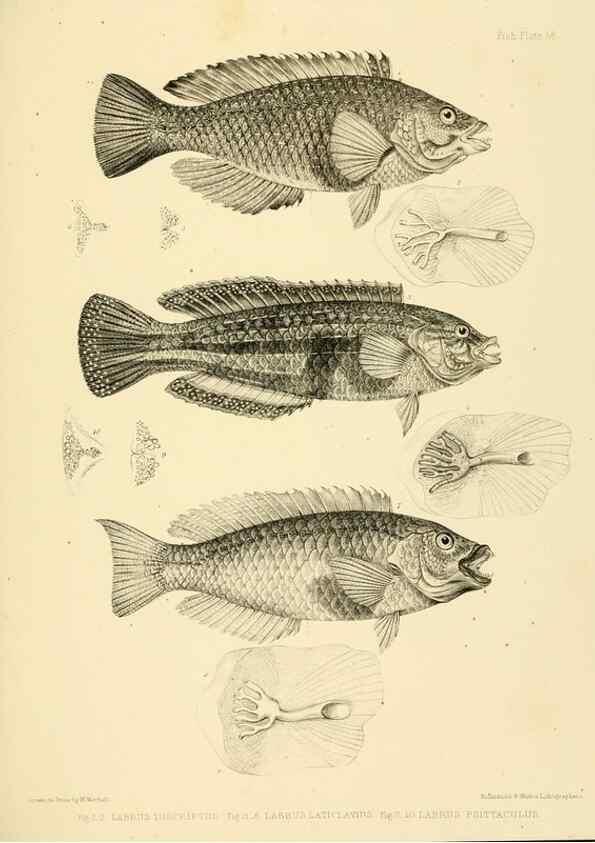 Reproducción/Reproduction 10328047625: The zoology of the voyage of the H.M.S. Erebus & Terror,. London,E. W. Janson,1844-1875.