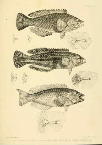 Reproducción/Reproduction 10328047625: The zoology of the voyage of the H.M.S. Erebus & Terror,. London,E. W. Janson,1844-1875.