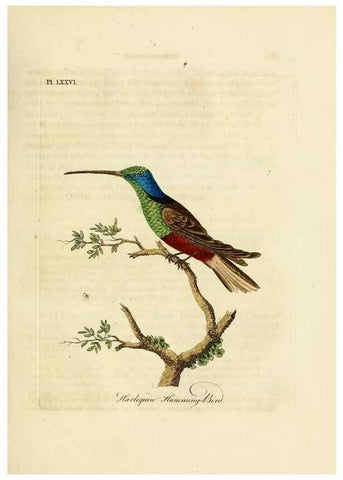 Reproducción/Reproduction 10310582325: A general history of birds /. Winchester [England] :Printed by Jacob and Johnson, for the author : sold in London by G. and W.B. Whittaker ... [and 3 others],1821-1828.
