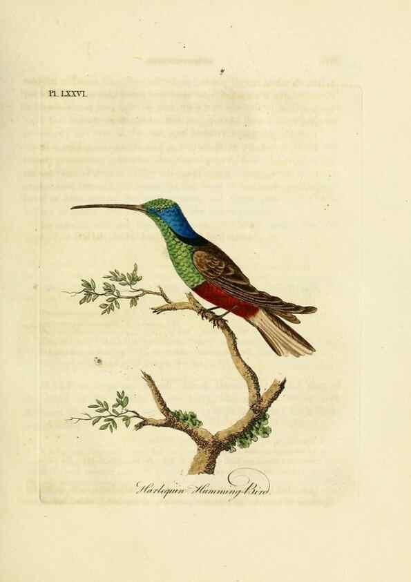 Reproducción/Reproduction 10310582325: A general history of birds /. Winchester [England] :Printed by Jacob and Johnson, for the author : sold in London by G. and W.B. Whittaker ... [and 3 others],1821-1828.