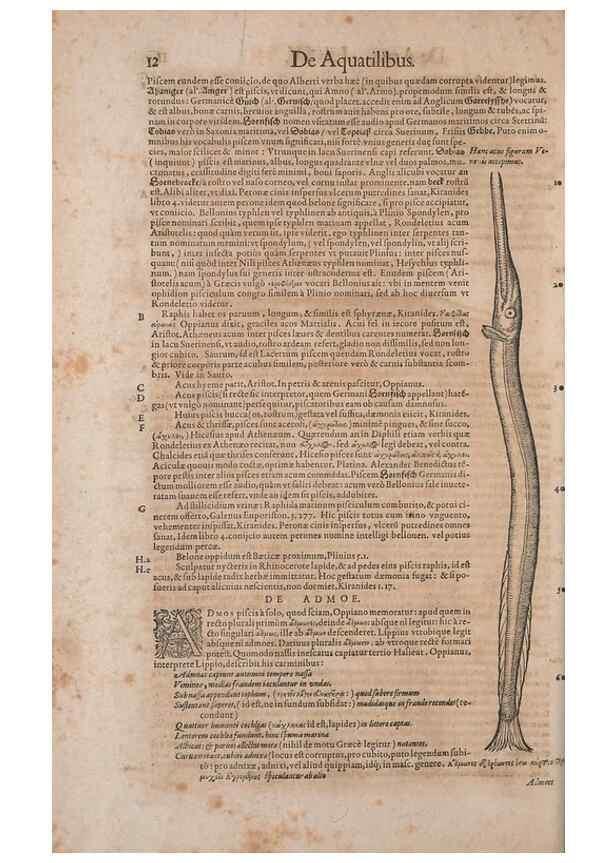 Reproducción/Reproduction 15382352717: Conradi Gesneri medici Tigurini Historiae animalium liber IV :. Francofurti :In Bibliopolio Andreae Cambieri,anno MDCIIII [1604]