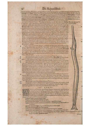 Reproducción/Reproduction 15382352717: Conradi Gesneri medici Tigurini Historiae animalium liber IV :. Francofurti :In Bibliopolio Andreae Cambieri,anno MDCIIII [1604]