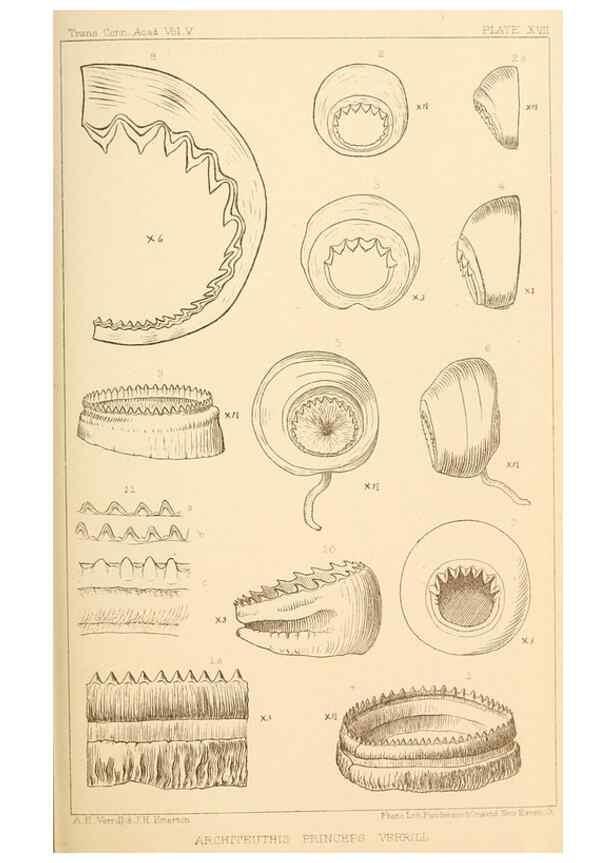 Reproducción/Reproduction 15587315085: The cephalopods of the north-eastern coast of America /. New Haven, Conn. :Connecticut Academy of Sciences,1879-1881