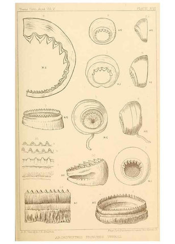 Reproducción/Reproduction 15587315085: The cephalopods of the north-eastern coast of America /. New Haven, Conn. :Connecticut Academy of Sciences,1879-1881