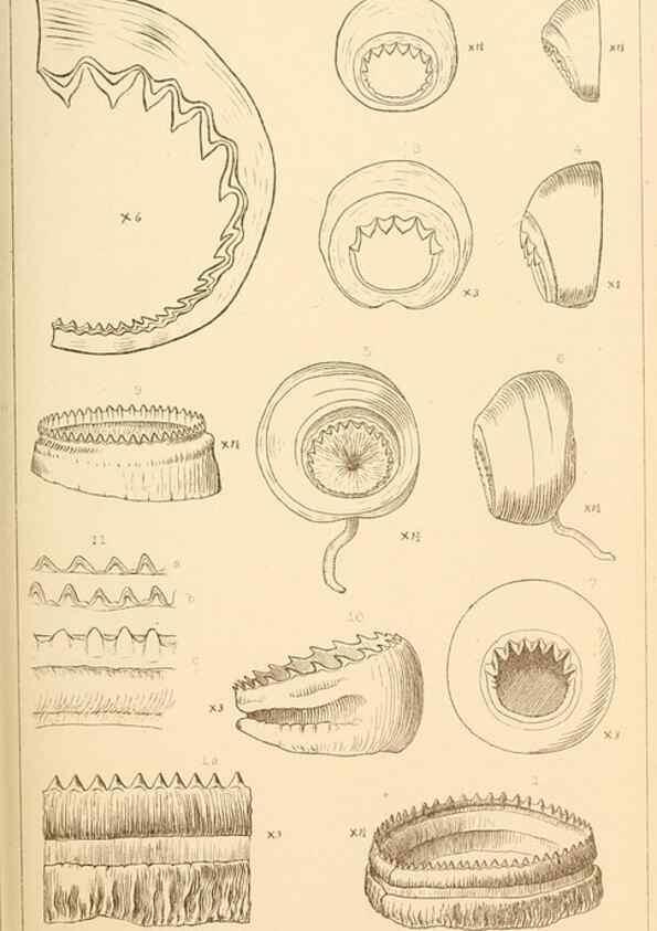 Reproducción/Reproduction 15587315085: The cephalopods of the north-eastern coast of America /. New Haven, Conn. :Connecticut Academy of Sciences,1879-1881