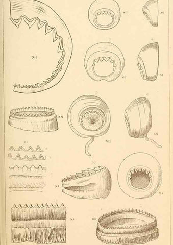 Reproducción/Reproduction 15587315085: The cephalopods of the north-eastern coast of America /. New Haven, Conn. :Connecticut Academy of Sciences,1879-1881