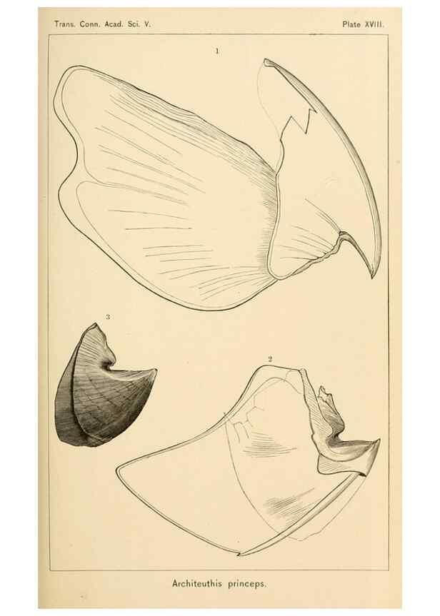Reproducción/Reproduction 15401198598: The cephalopods of the north-eastern coast of America /. New Haven, Conn. :Connecticut Academy of Sciences,1879-1881