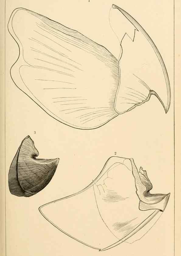 Reproducción/Reproduction 15401198598: The cephalopods of the north-eastern coast of America /. New Haven, Conn. :Connecticut Academy of Sciences,1879-1881
